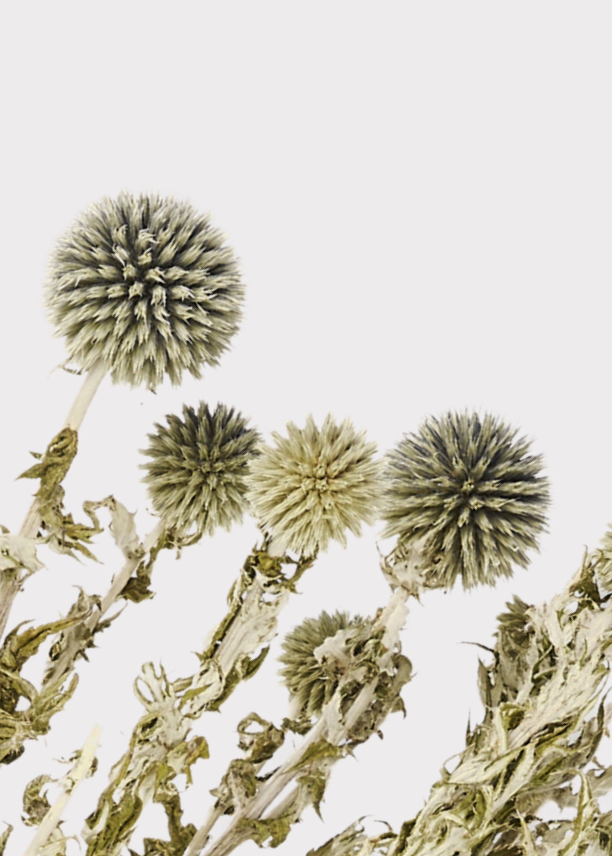 Dried Flowers Echinops Globe Thistles in Blue Green - 4 oz Bunch