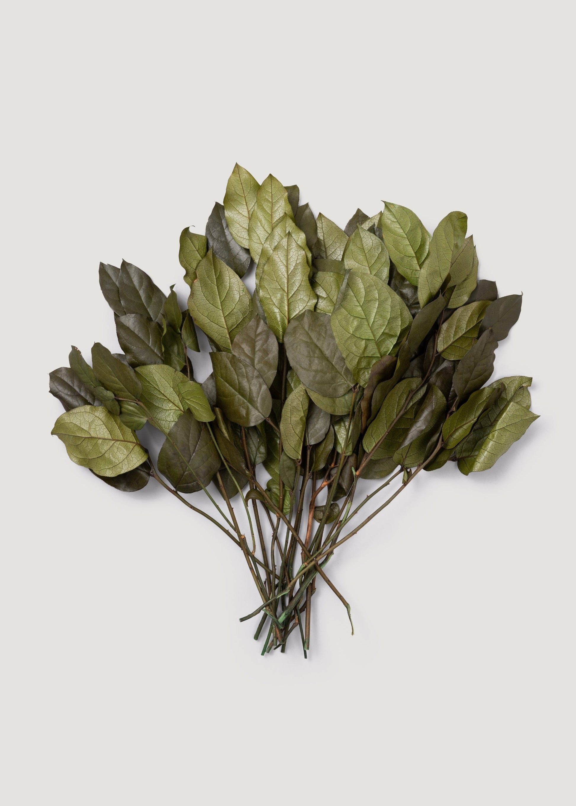 Green Preserved Salal Leaves - 20-25"