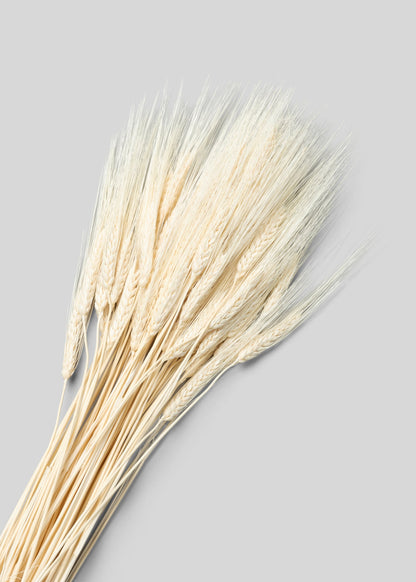 Bleached Natural Triticum Wheat - 8 oz Bunch