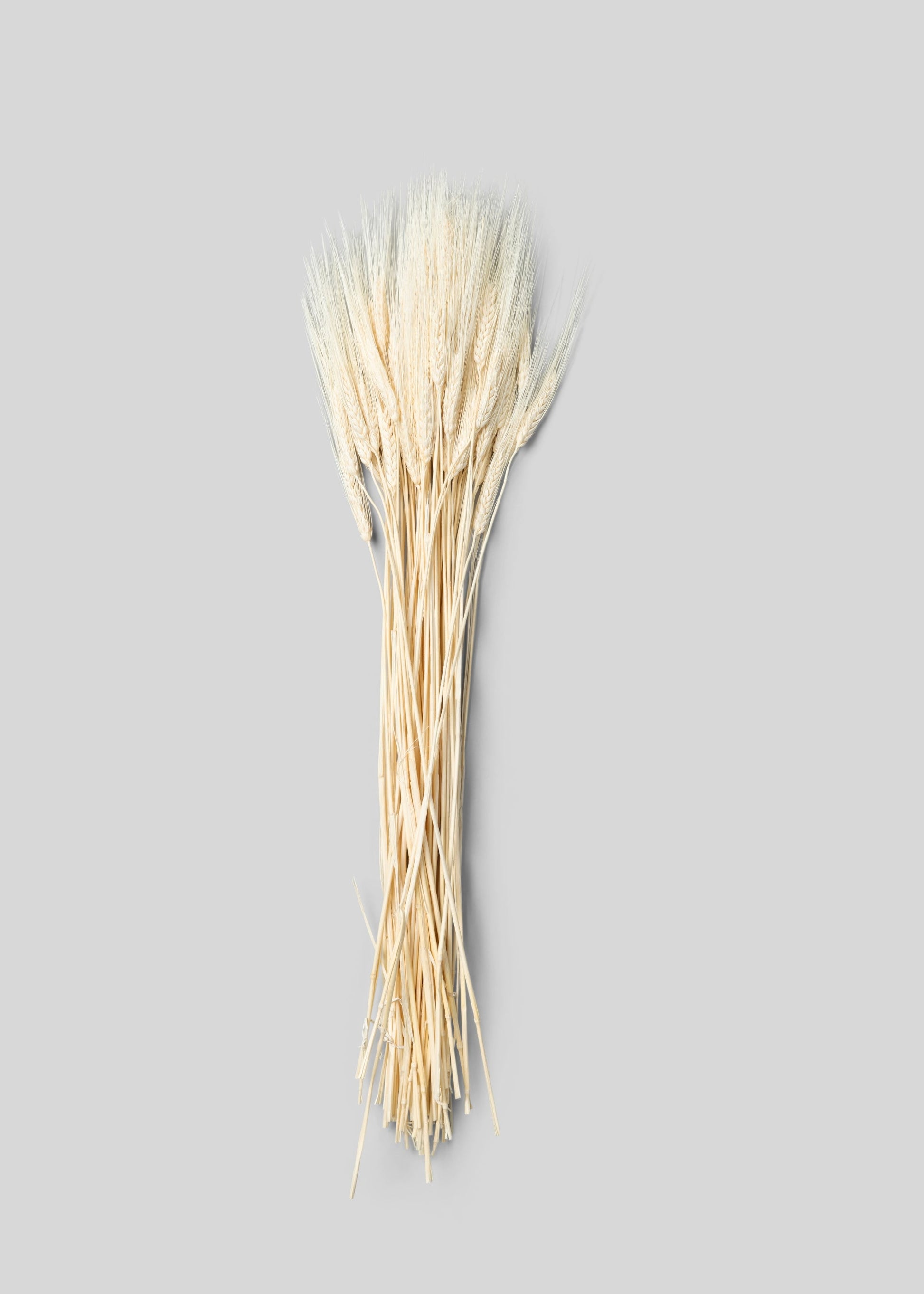 Bleached Natural Triticum Wheat - 8 oz Bunch