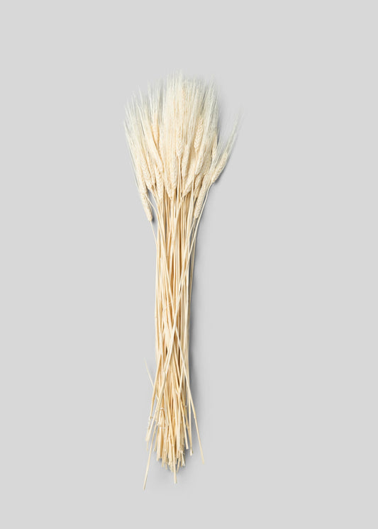 Bleached Natural Triticum Wheat - 8 oz Bunch