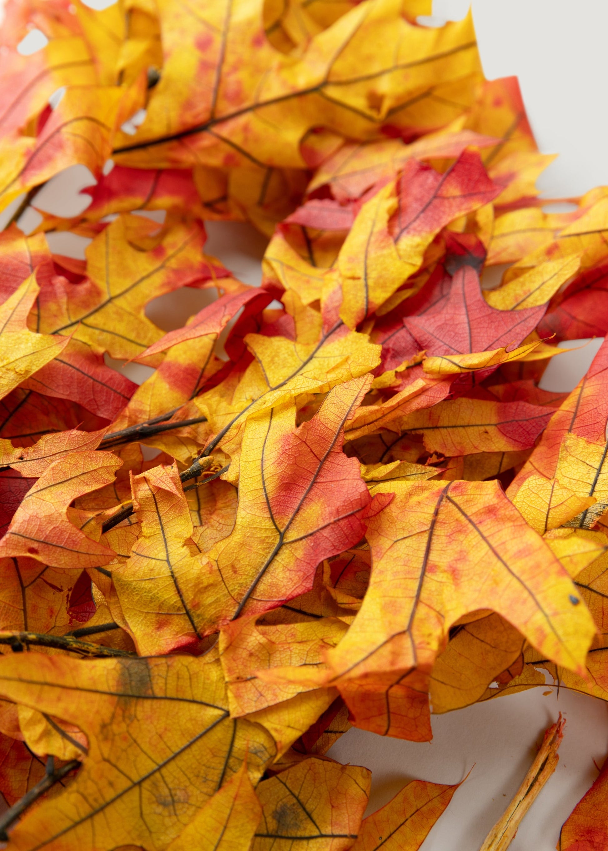 Preserved Fall Oak Leaves in Autumn Red Orange - 1 lb - 22" Long