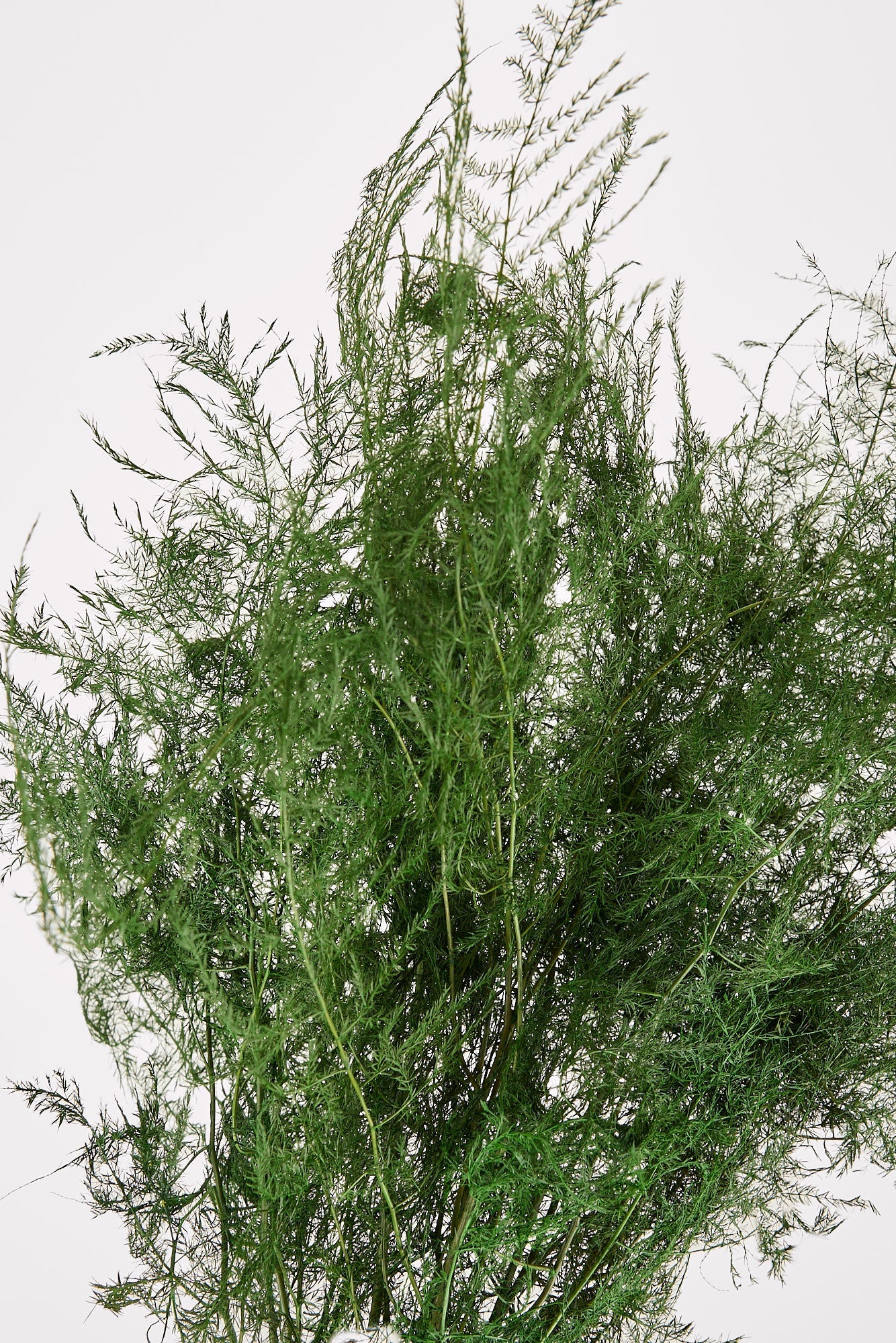Preserved Asparagus Plumosus Fern  - 12"-28"