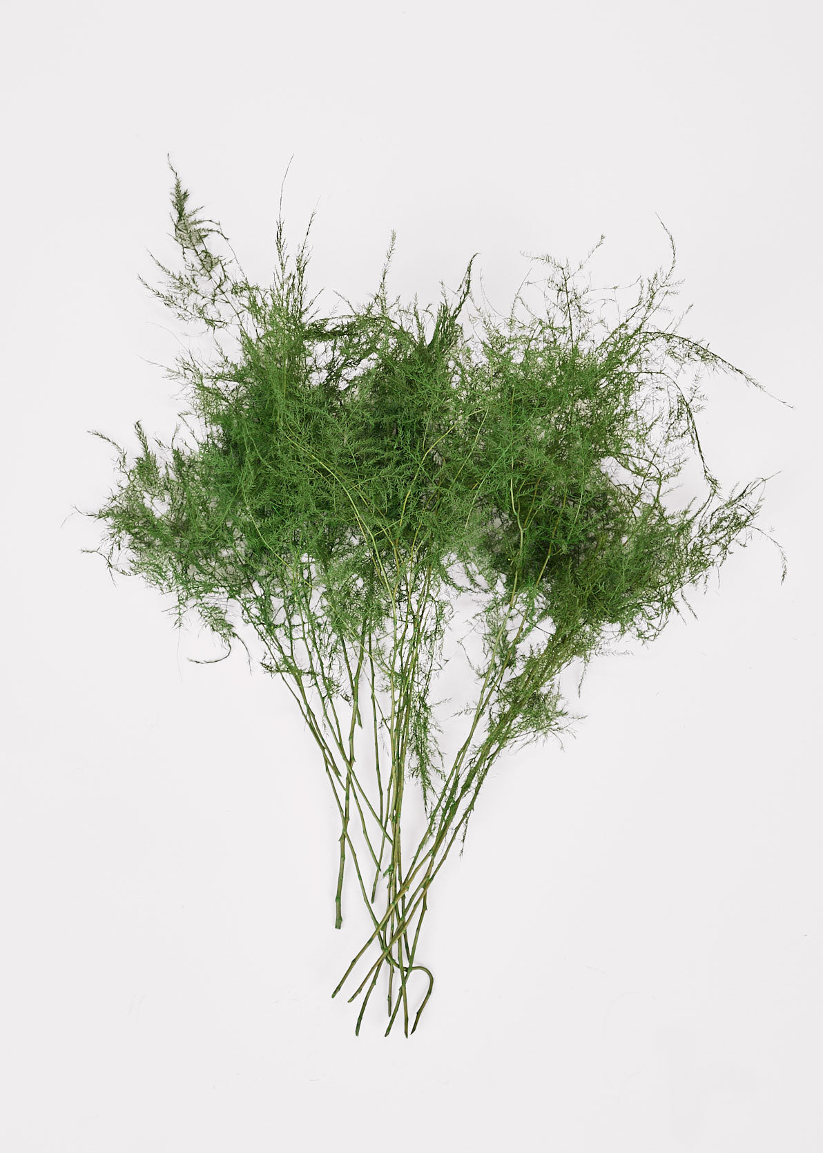 Preserved Asparagus Plumosus Fern  - 12"-28"