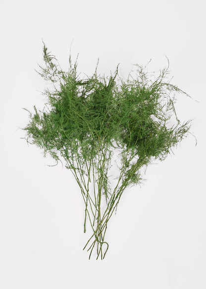 Preserved Asparagus Plumosus Fern  - 12"-28"