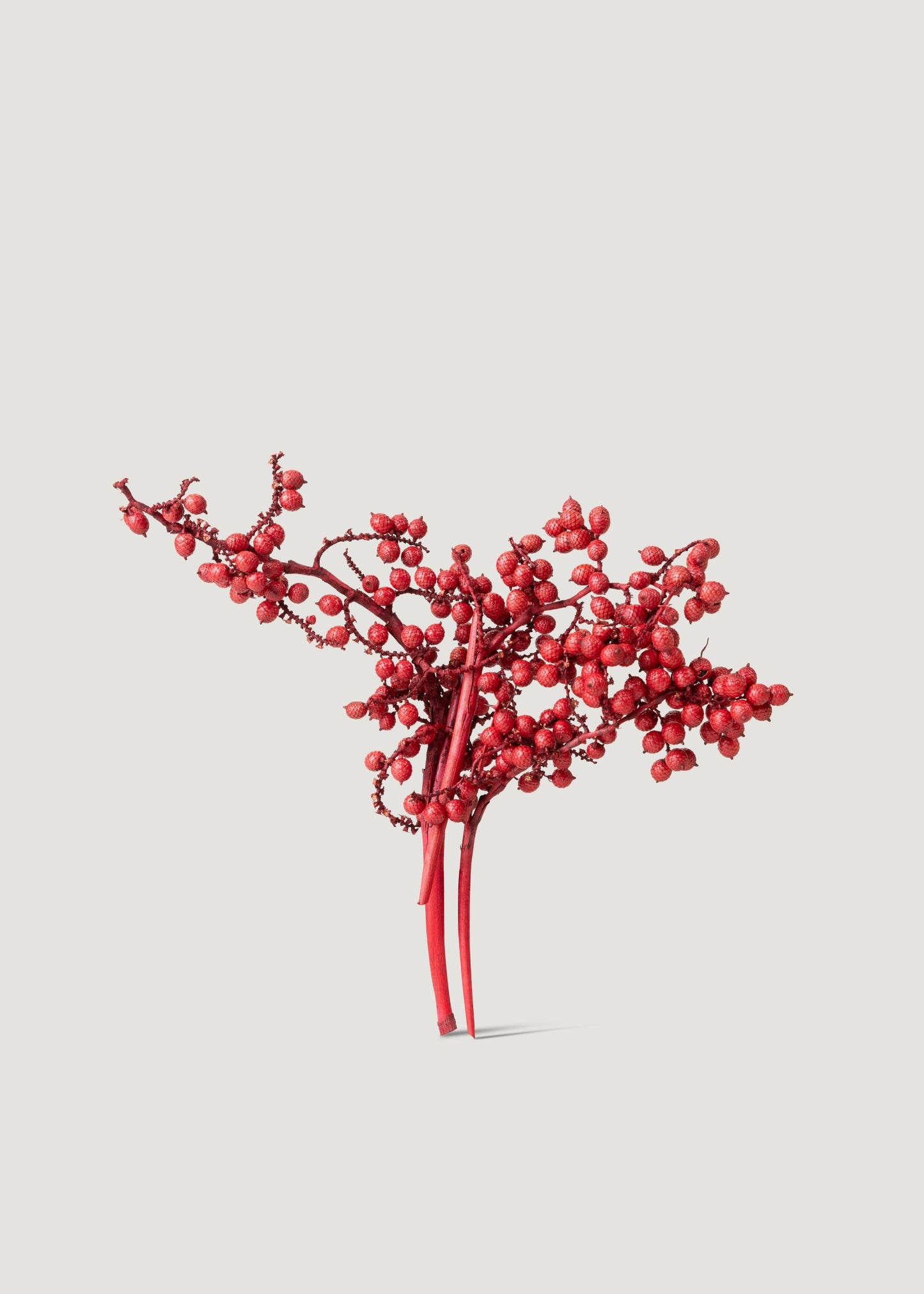 Dried Canella Berries in Red - 6 oz Bag
