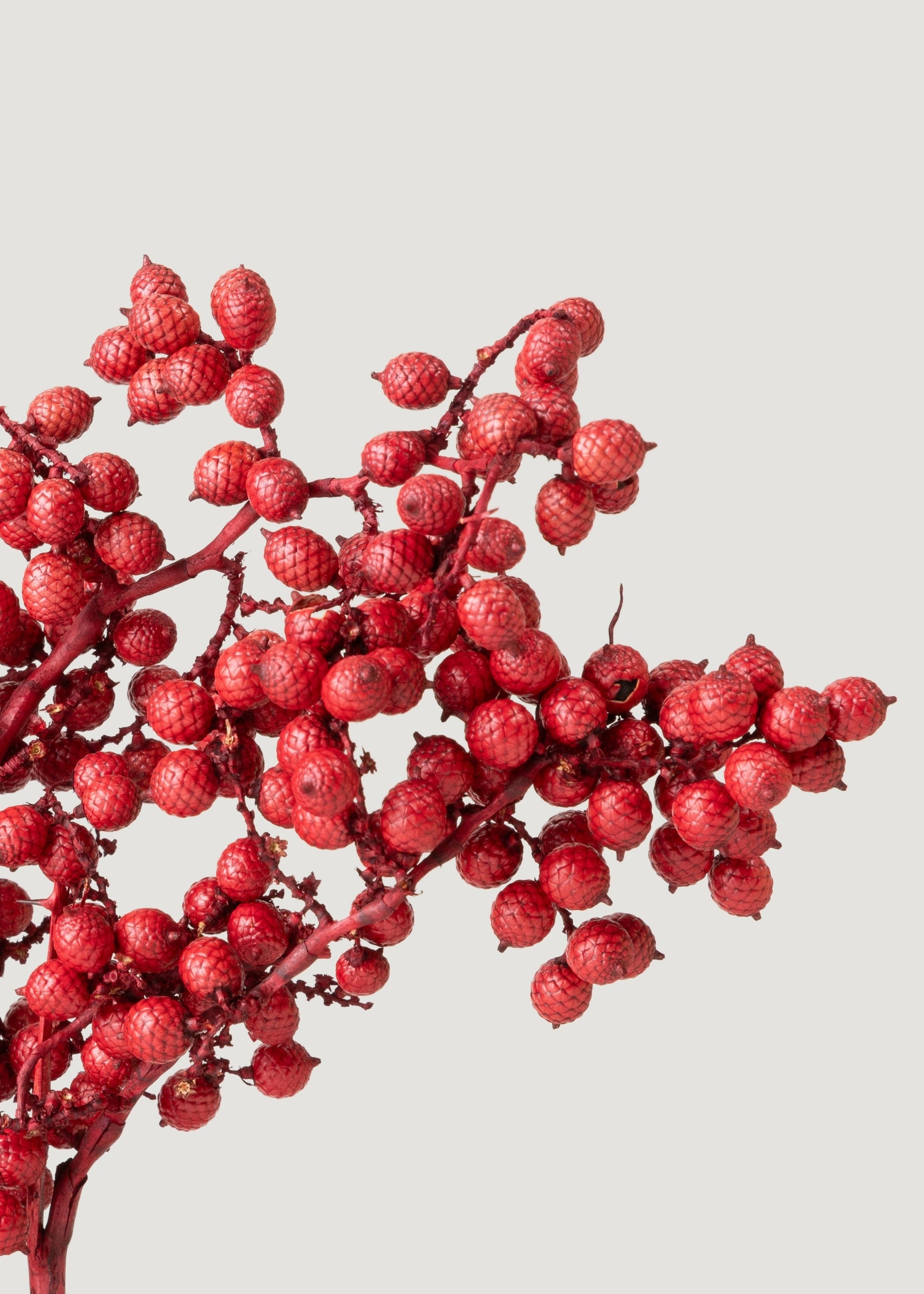 Dried Canella Berries in Red - 6 oz Bag