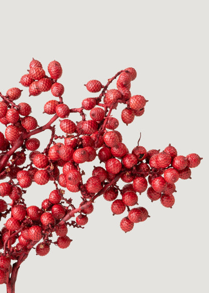 Dried Canella Berries in Red - 6 oz Bag