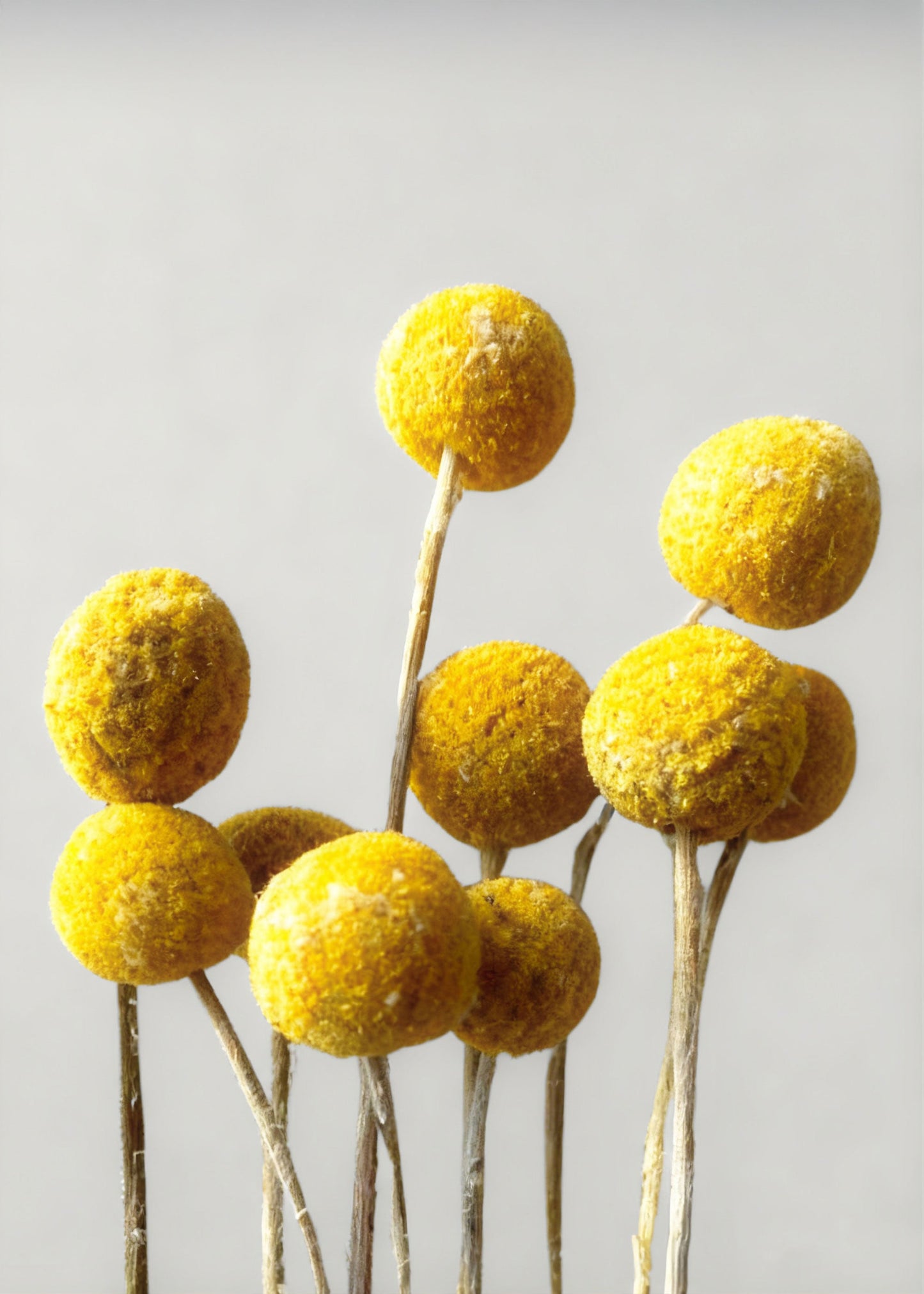 Bundle of 10 Dried Yellow Craspedia Billy Button Flowers - 22"