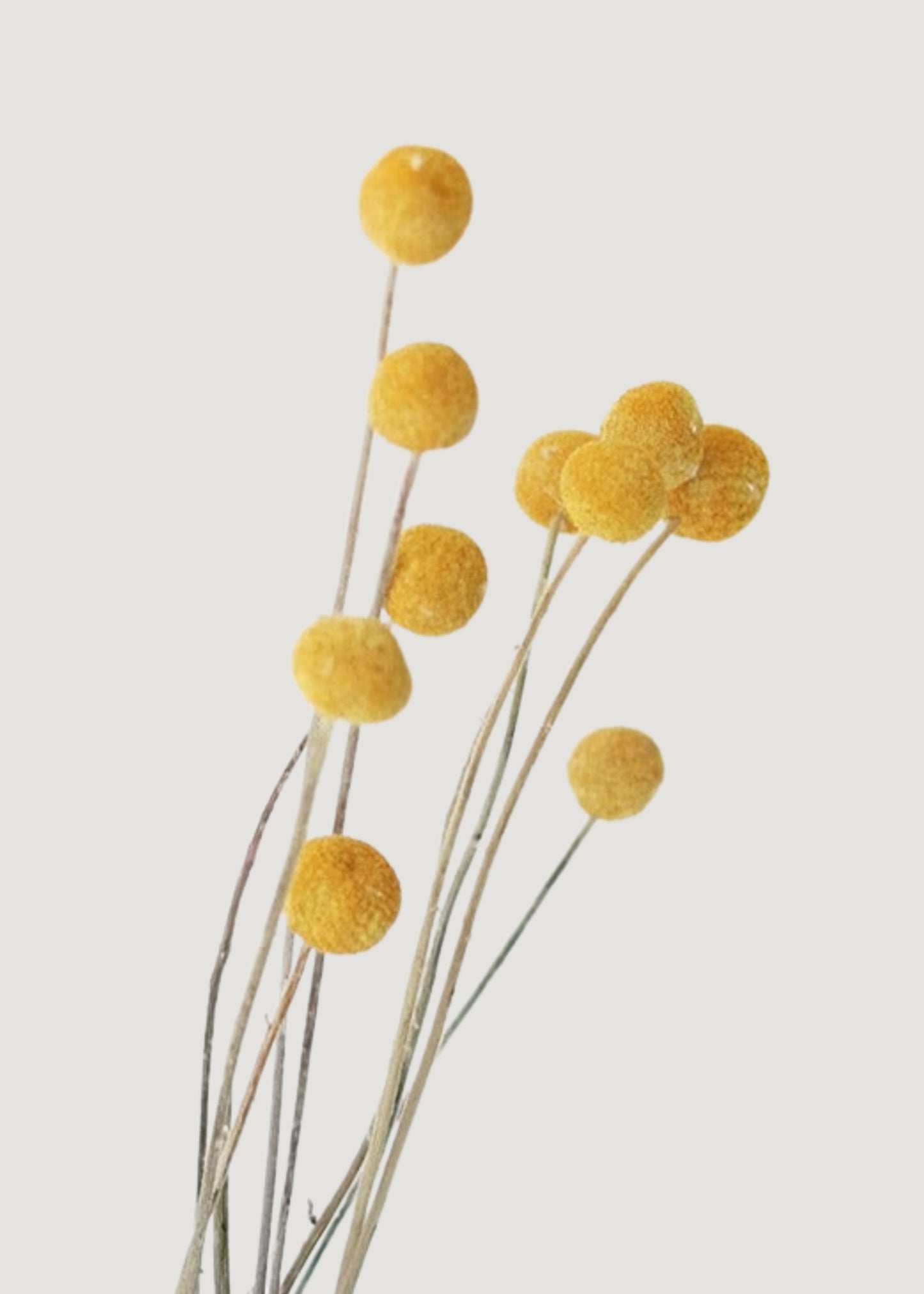 Bundle of 10 Dried Yellow Craspedia Billy Button Flowers - 22"