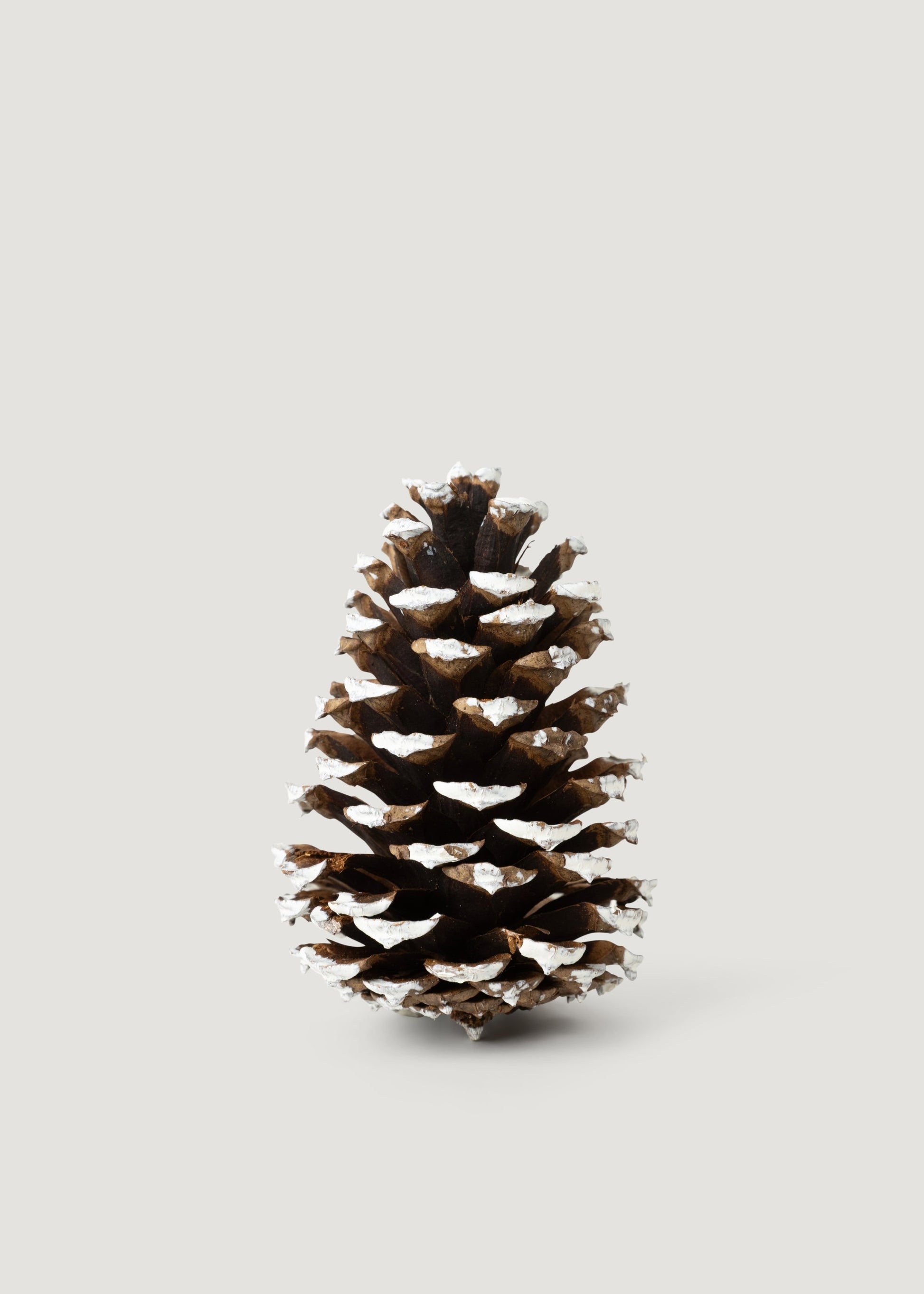 White Tipped Pine Cone Natural Pine Cones Box of 100 - 3-4"