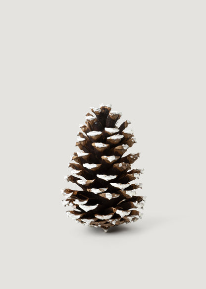 White Tipped Pine Cone Natural Pine Cones Box of 100 - 3-4"