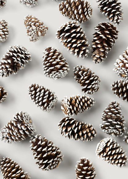 White Tipped Pine Cone Natural Pine Cones Box of 100 - 3-4"