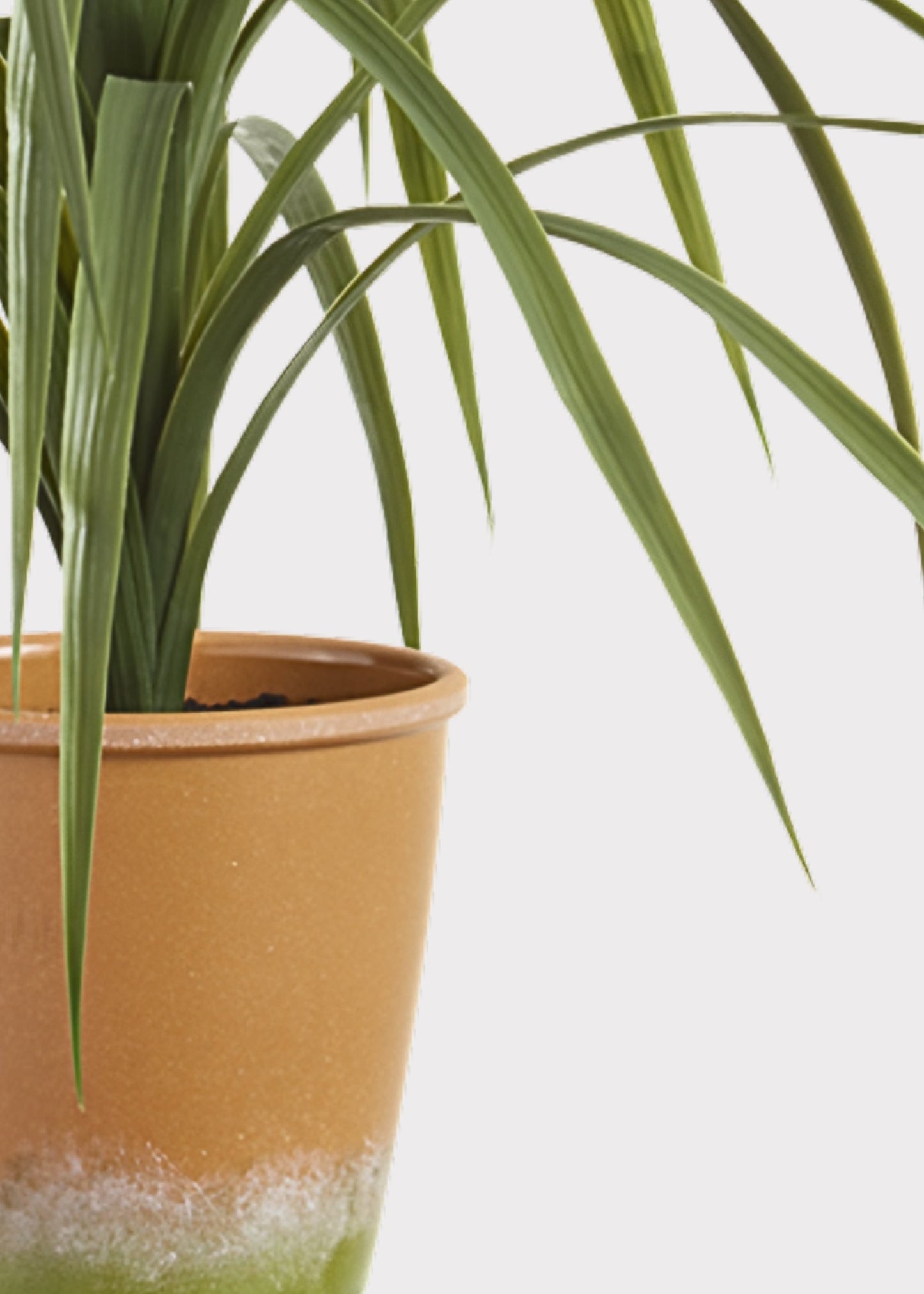 Artificial Dracaena Succulent Plant in Pot - 25.5"