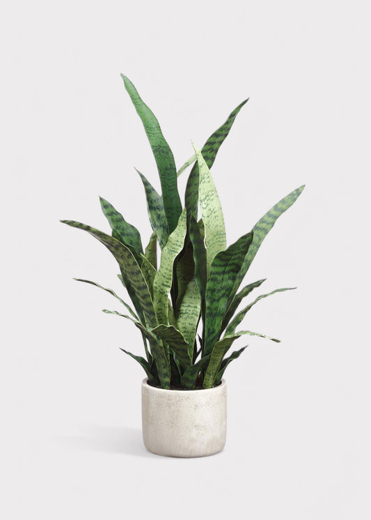 Artificial Potted Snake Plant in Cement Pot - 28"
