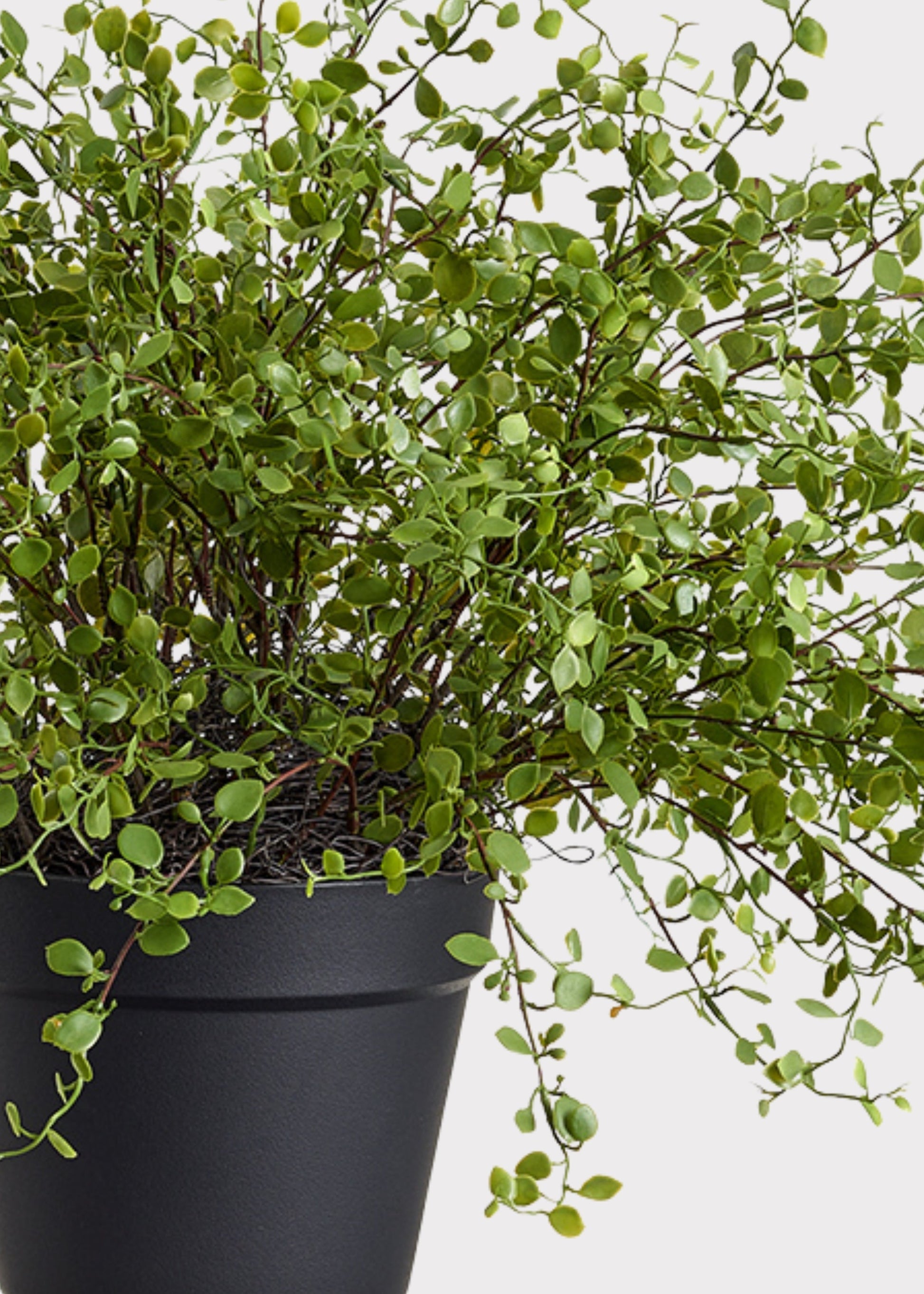 Maidenhair Creeping Vine Fake Potted Plant - 16"
