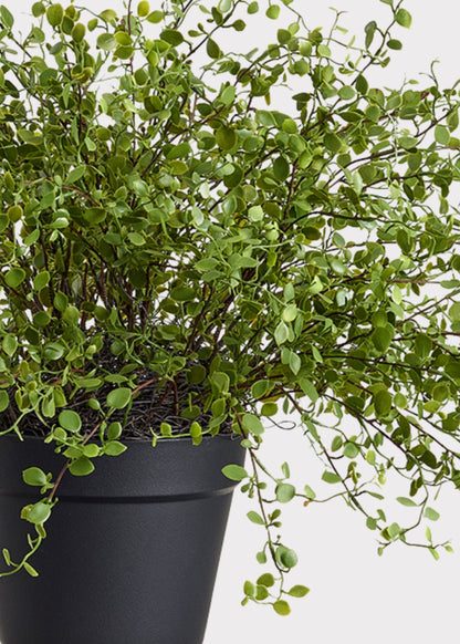 Maidenhair Creeping Vine Fake Potted Plant - 16"