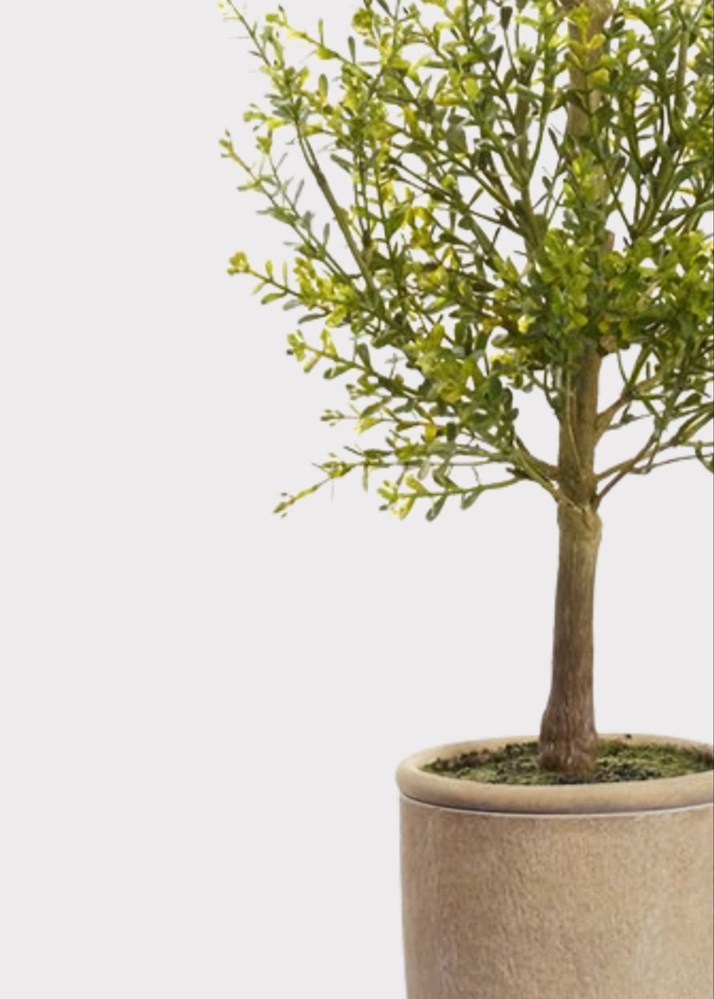 Artificial Myrtle Leaf Topiary Plant in Cement Pot - 32"