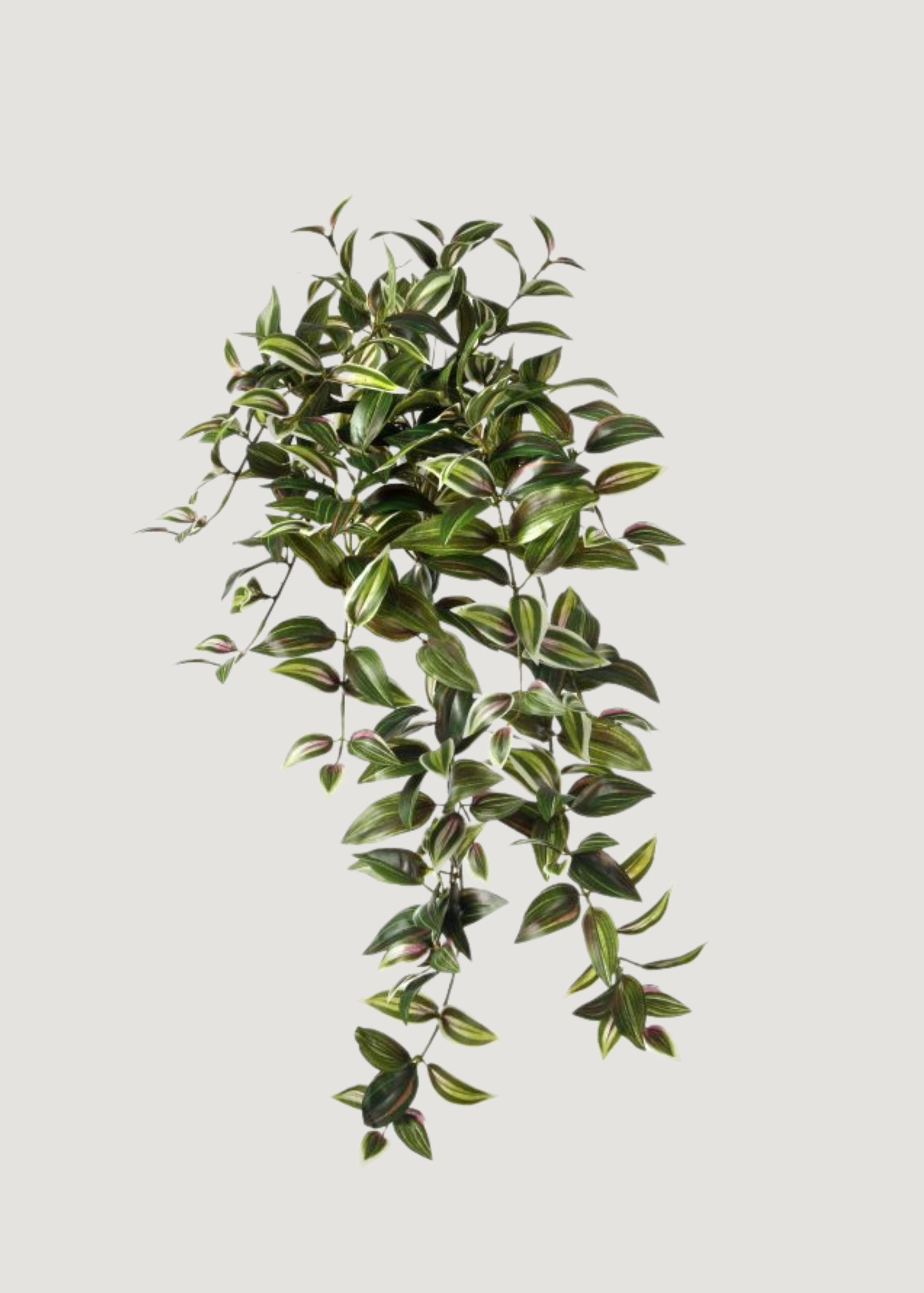 Variegated Tradescantia Hanging Plant in Plum and Green - 30"