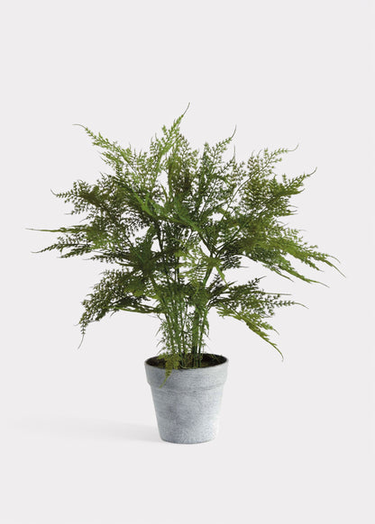 Artificial Plumosus Fern Potted Plant - 21"