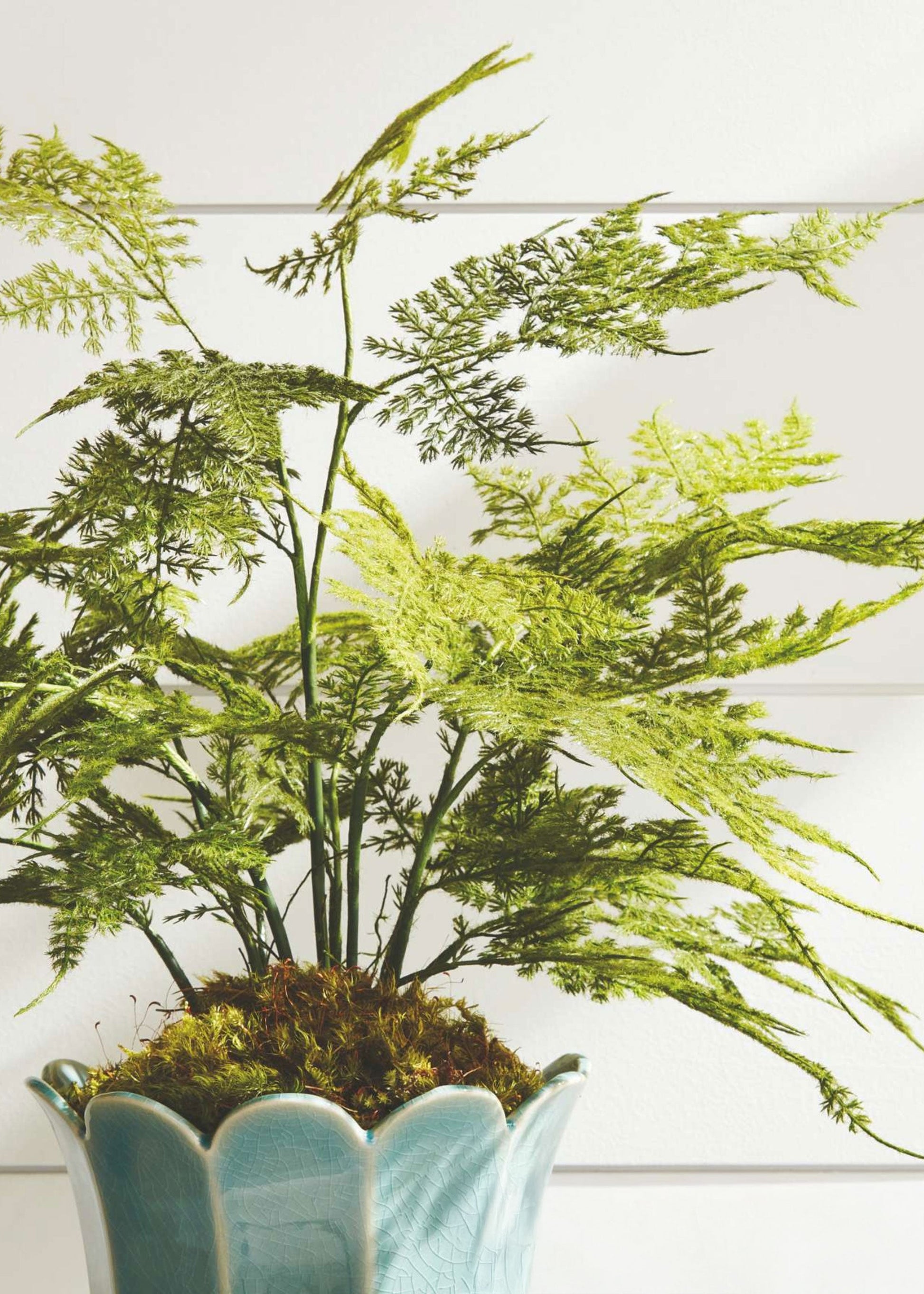 Artificial Plumosus Fern Potted Plant - 21"