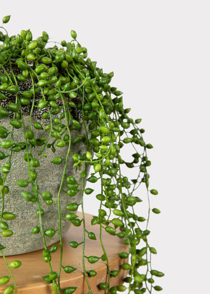 Fake String of Pearls Succulent Drop-In Plant - 17"