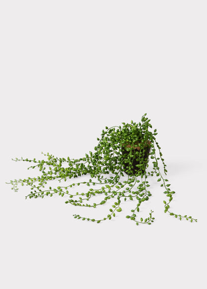 Fake String of Pearls Succulent Drop-In Plant - 17"