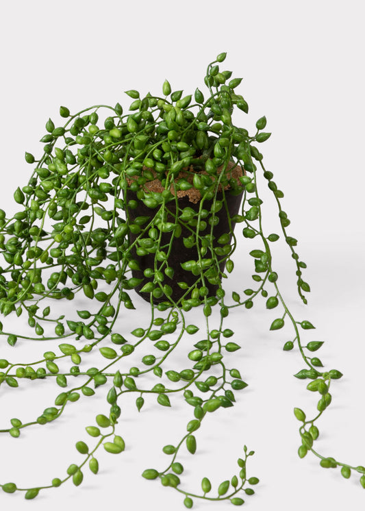 Fake String of Pearls Succulent Drop-In Plant - 17"