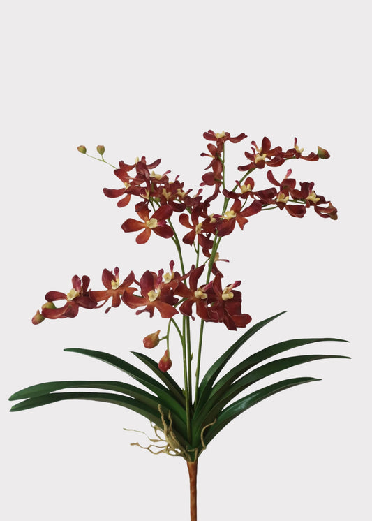 Mocha Brown Faux Blooming Vanda Orchid Plant - 25"