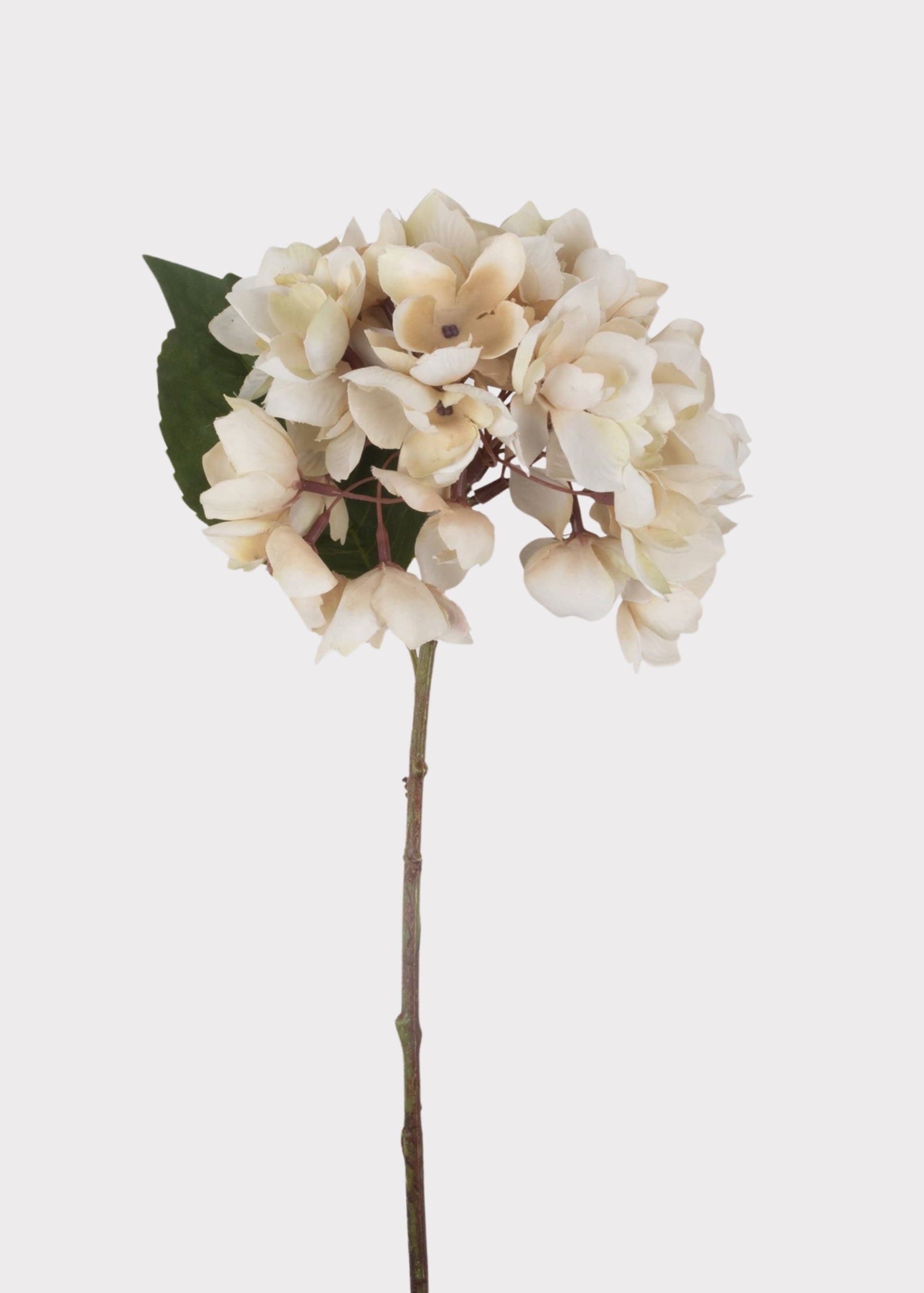 Abigail Ahern Hydrangea Fake Flower in Beige - 13.75"