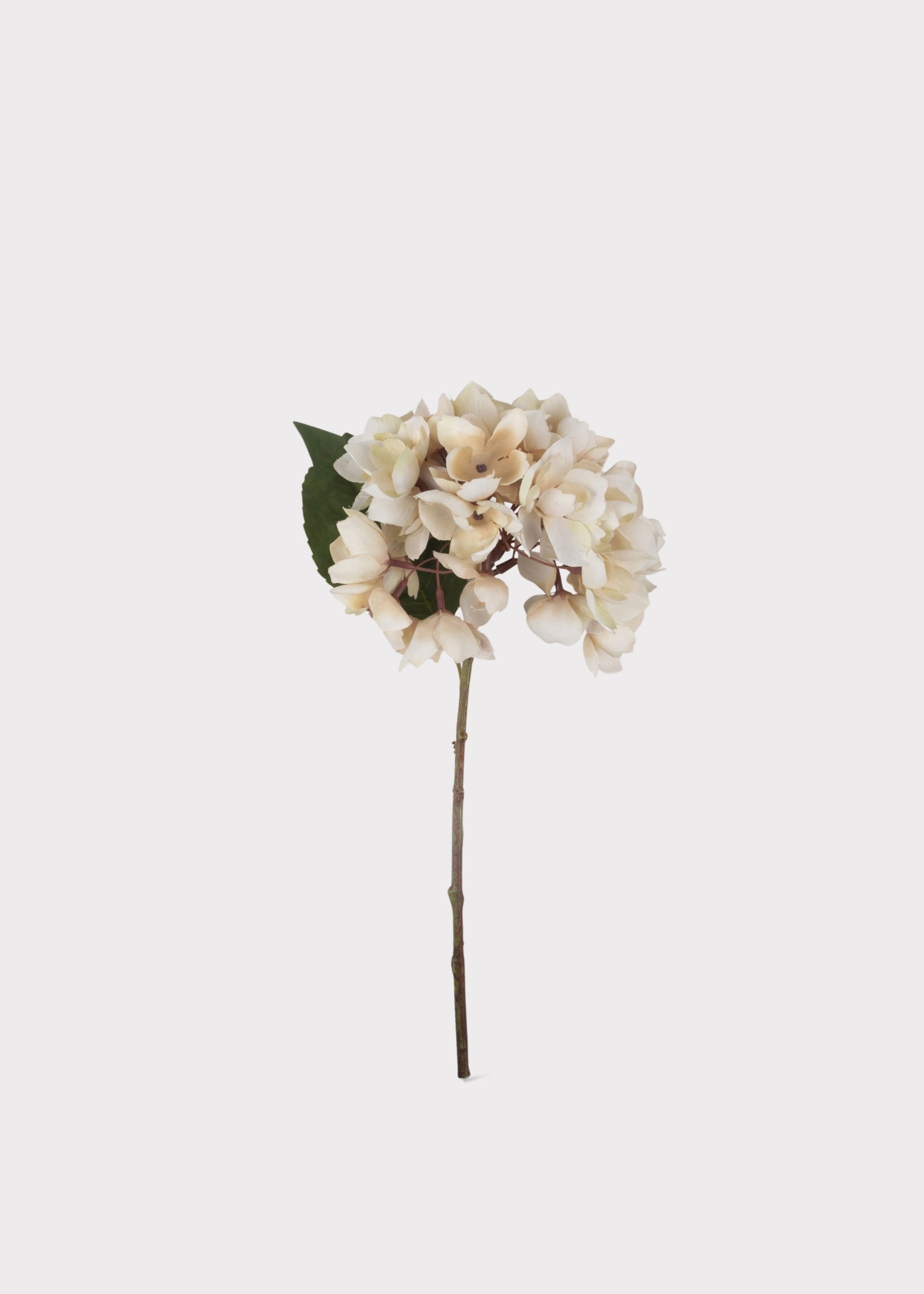 Abigail Ahern Hydrangea Fake Flower in Beige - 13.75"