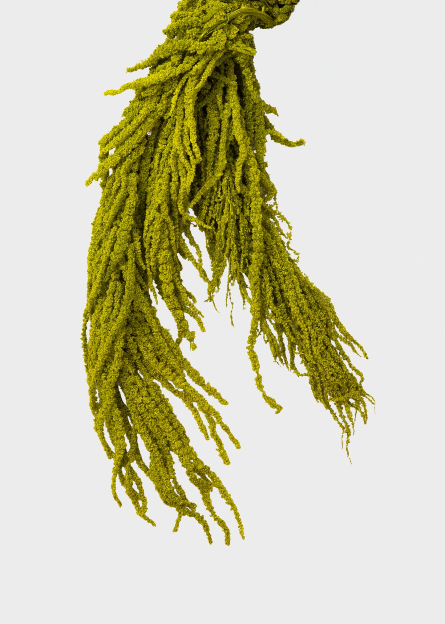 Green Preserved Hanging Amaranthus Flowers - 32-40"