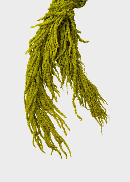 Green Preserved Hanging Amaranthus Flowers - 32-40"