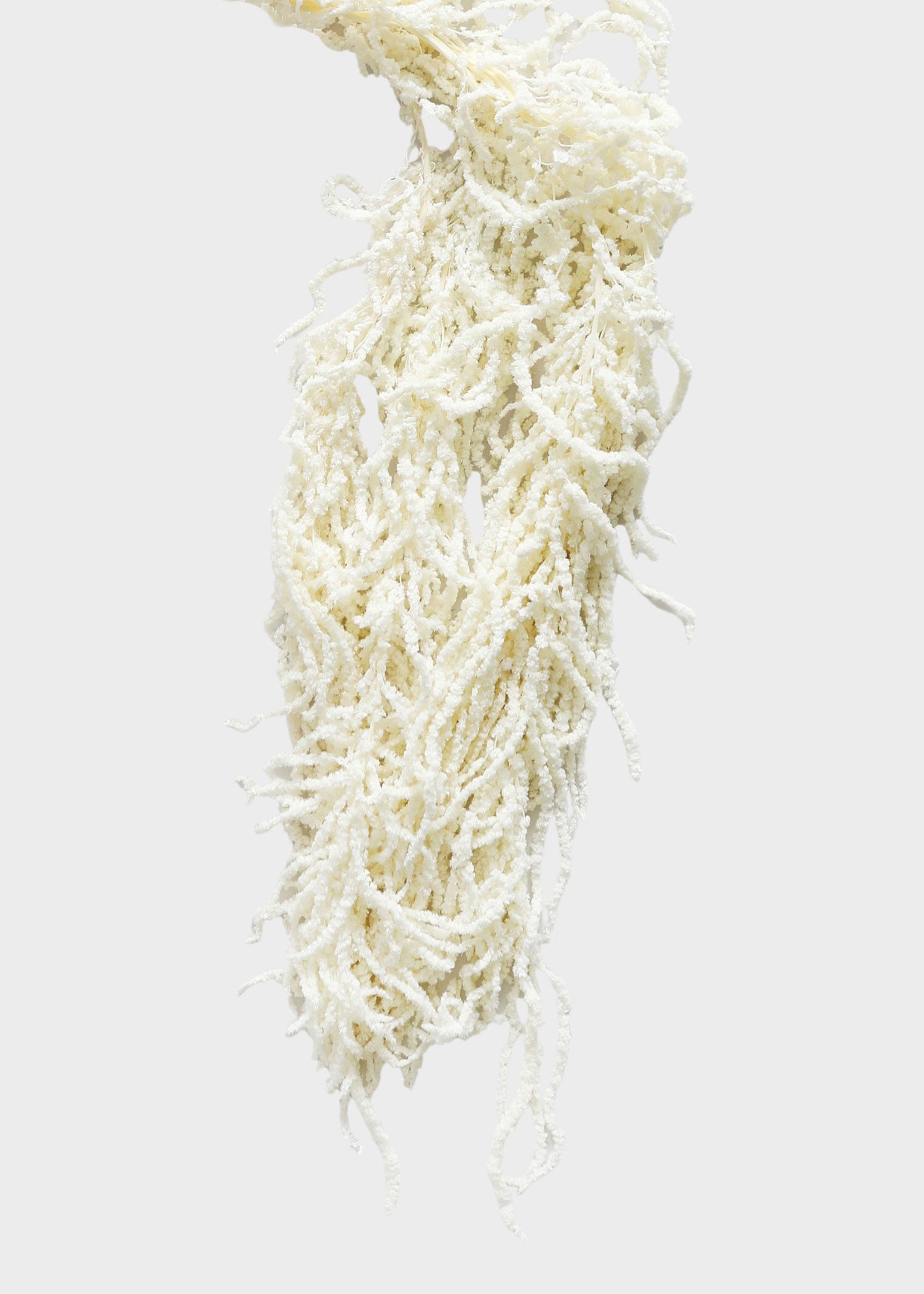 Preserved Hanging Amaranthus Flowers in White - 32-40"