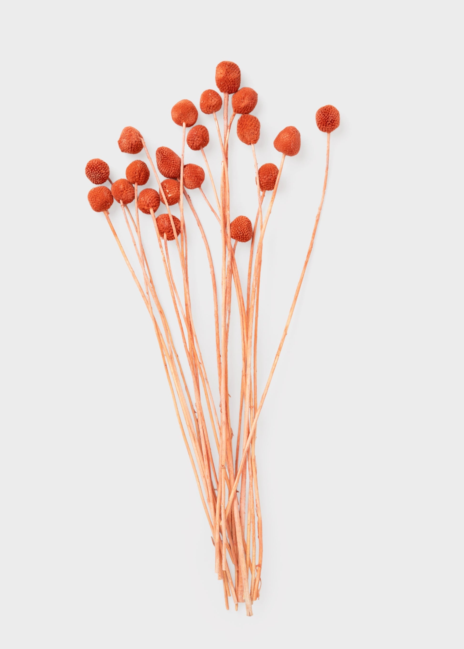 Orange Dried Billy Button Flower Bundle of 20 Stems