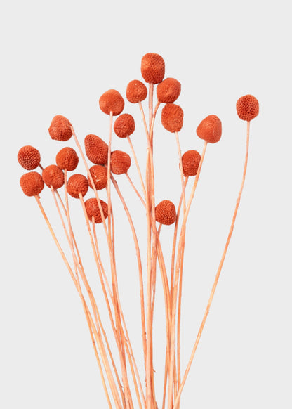 Orange Dried Billy Button Flower Bundle of 20 Stems