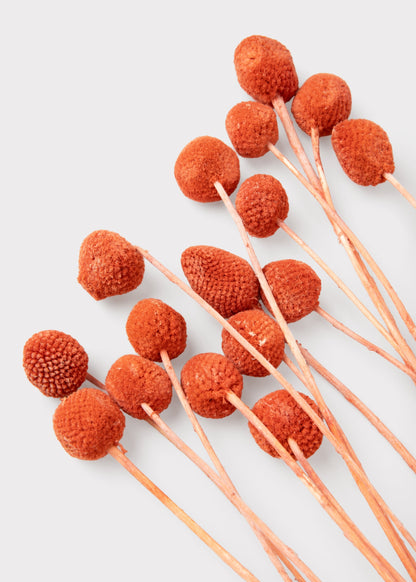 Orange Dried Billy Button Flower Bundle of 20 Stems