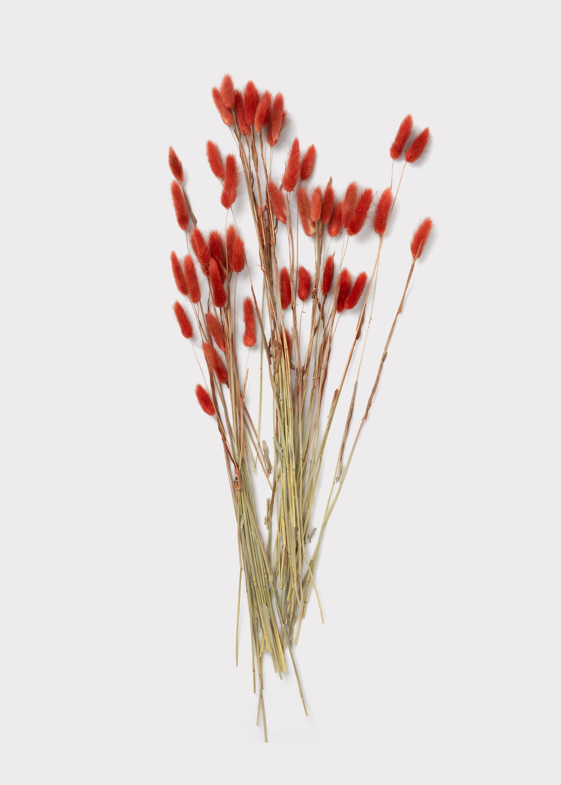 Earthy Terracotta Dried Bunny Tail Grass Bundle of 60 Stems