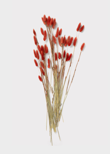 Earthy Terracotta Dried Bunny Tail Grass Bundle of 60 Stems