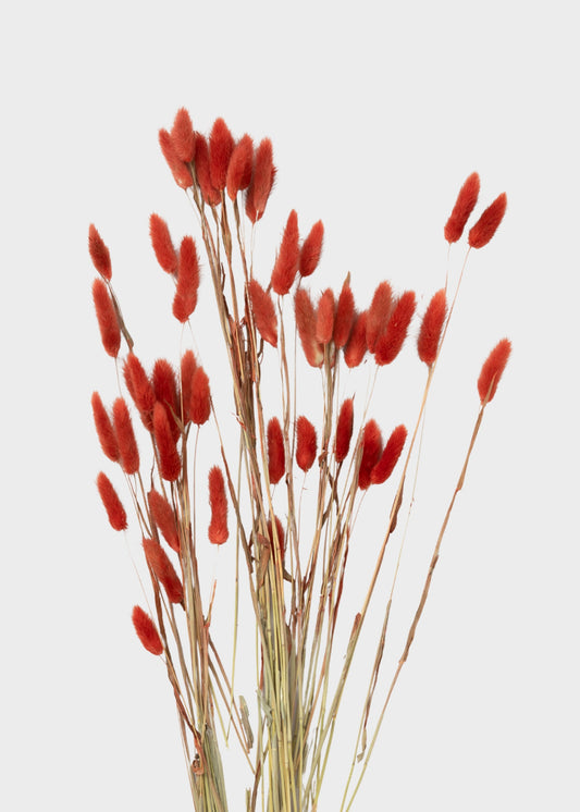Earthy Terracotta Dried Bunny Tail Grass Bundle of 60 Stems