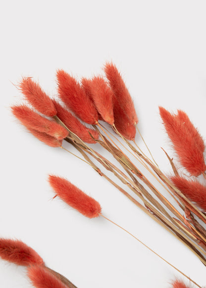 Earthy Terracotta Dried Bunny Tail Grass Bundle of 60 Stems