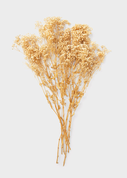 Natural Beige Preserved Gypsophila Flowers - 8.25 oz Bunch