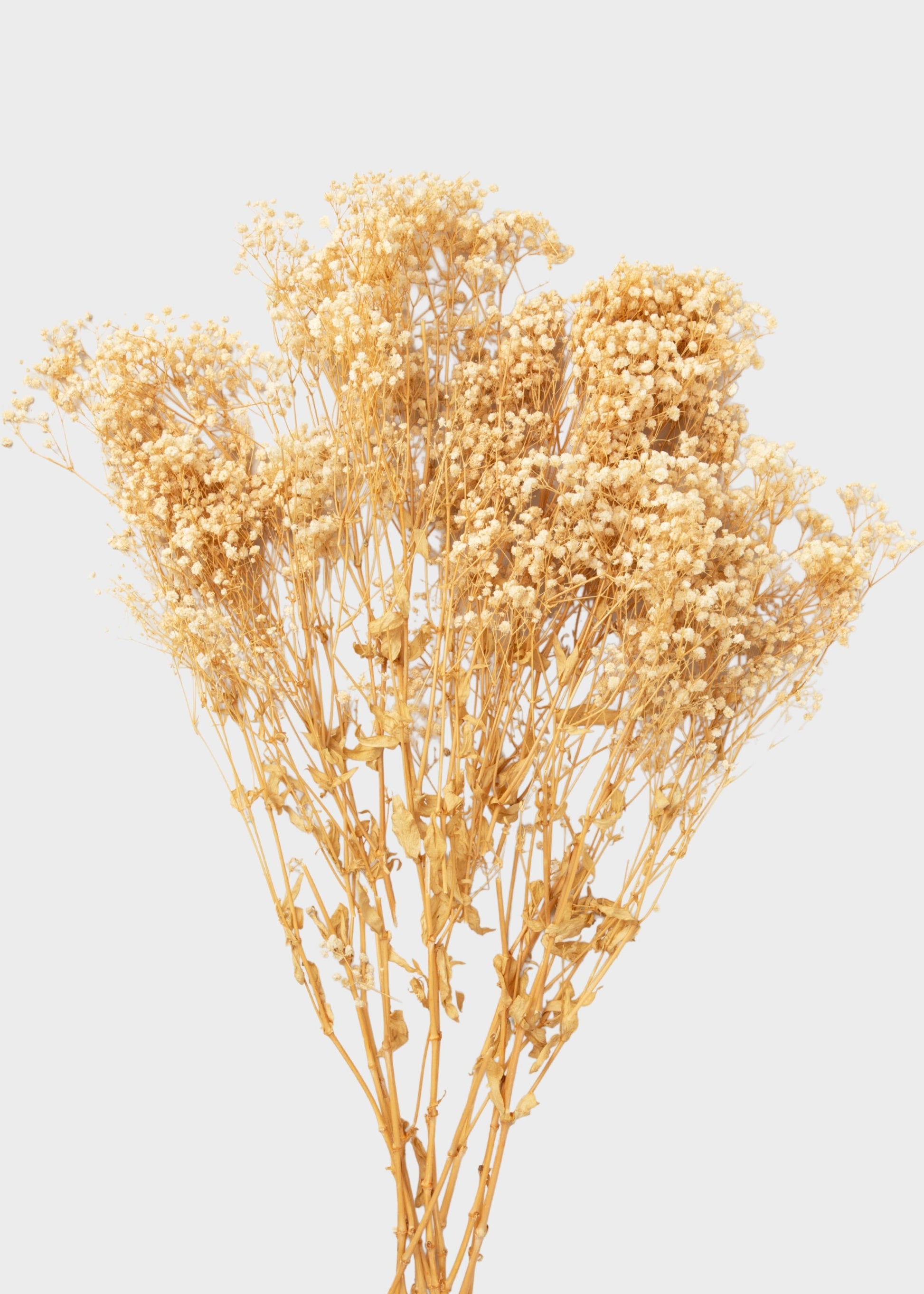 Natural Beige Preserved Gypsophila Flowers - 8.25 oz Bunch