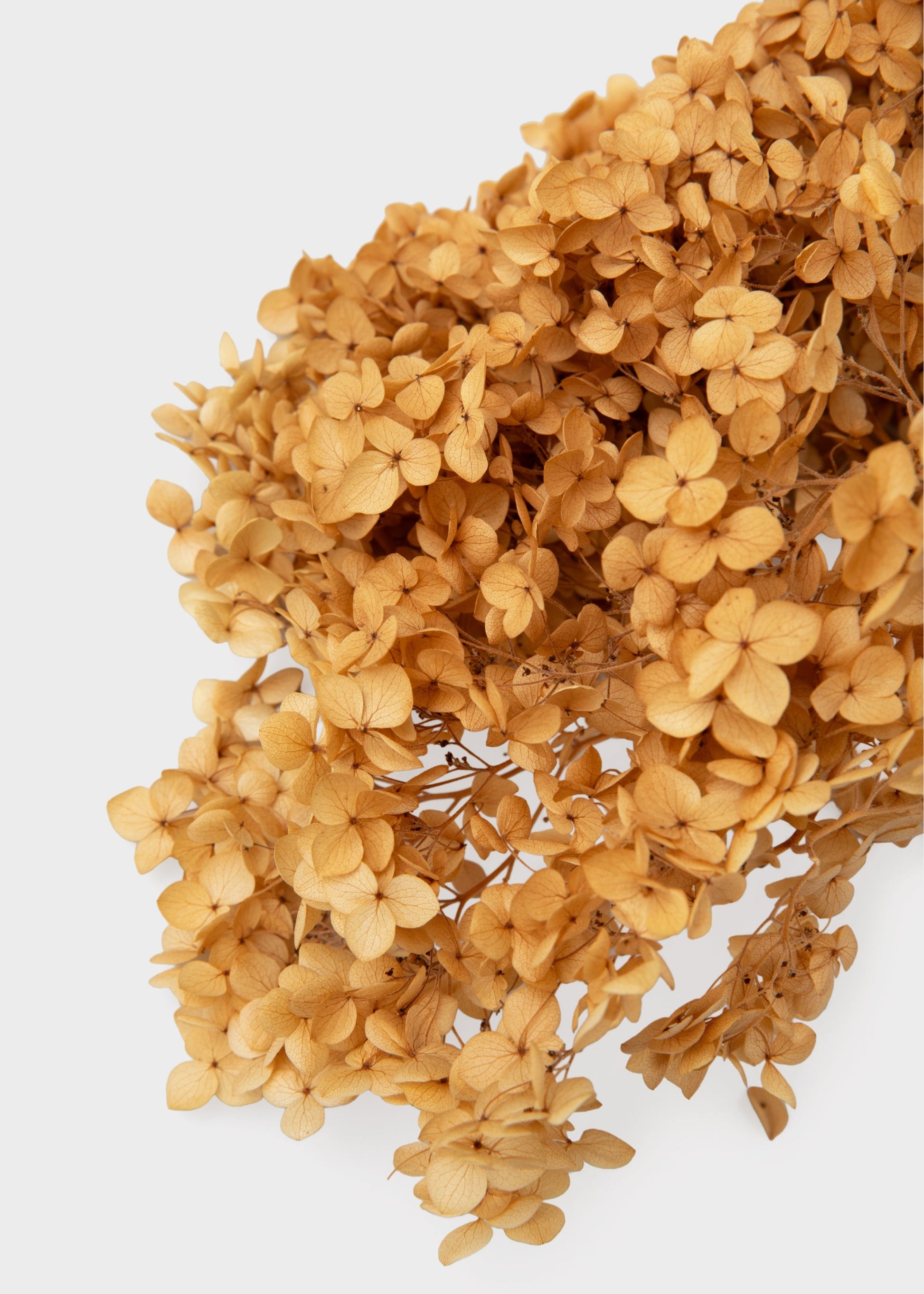 Natural Beige Dried Hydrangea Flower Stem