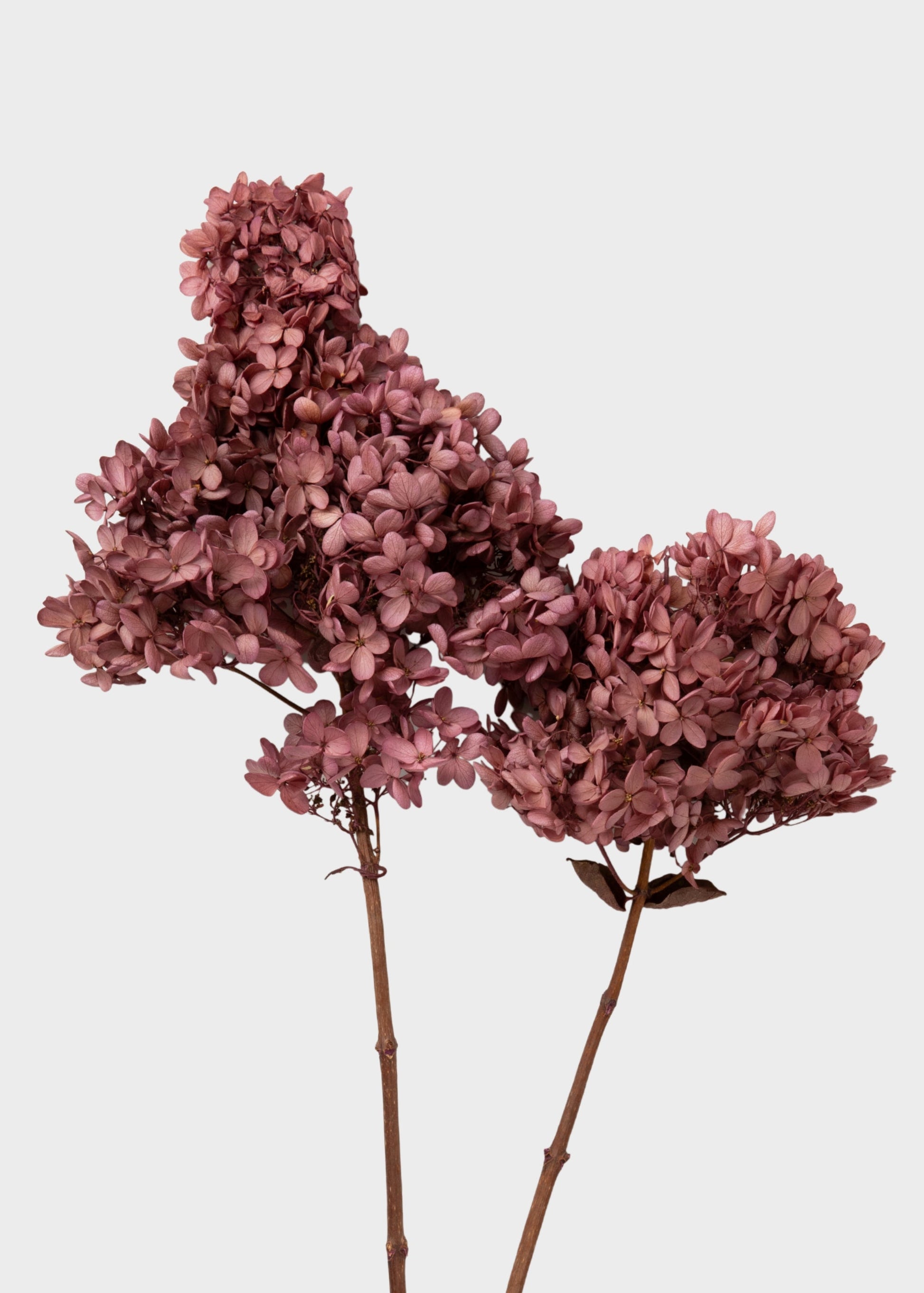 Dusty Pink Mauve Preserved Cone Hydrangea Stem