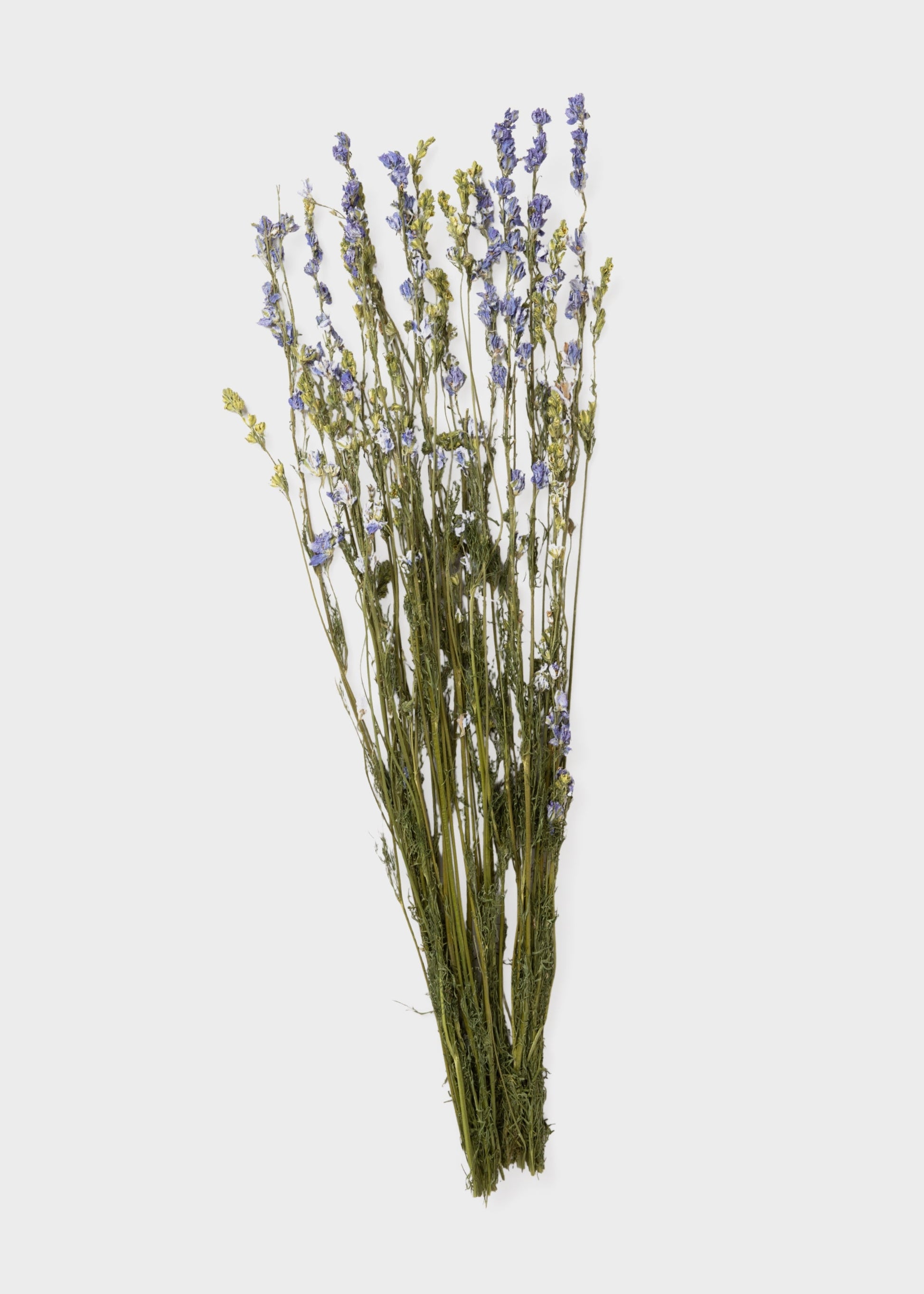 Purple Dried Larkspur Wildflower Bundle of 10 Stems