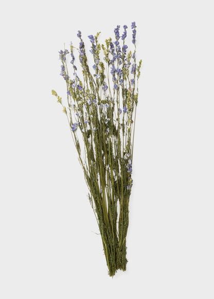 Purple Dried Larkspur Wildflower Bundle of 10 Stems