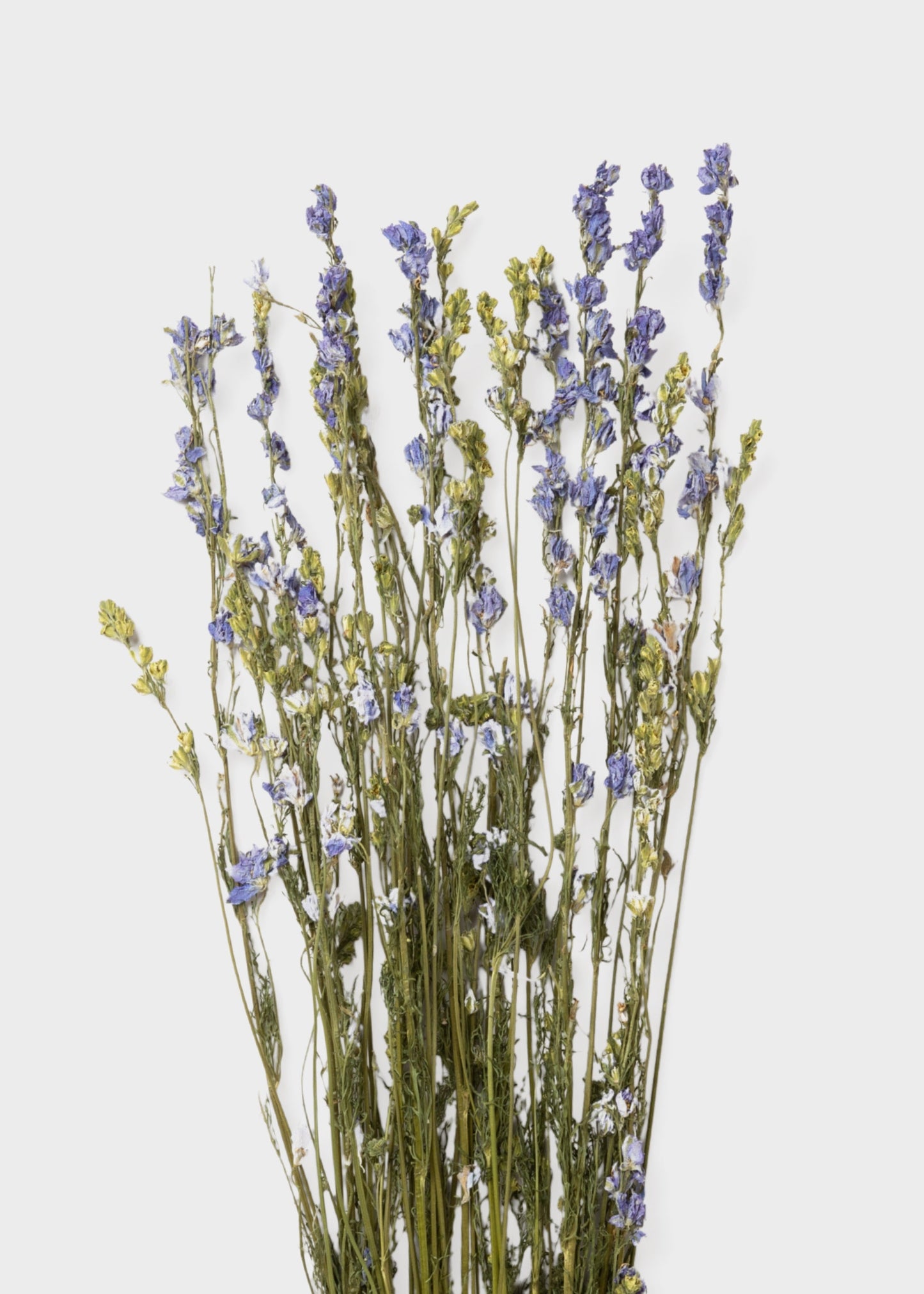 Purple Dried Larkspur Wildflower Bundle of 10 Stems
