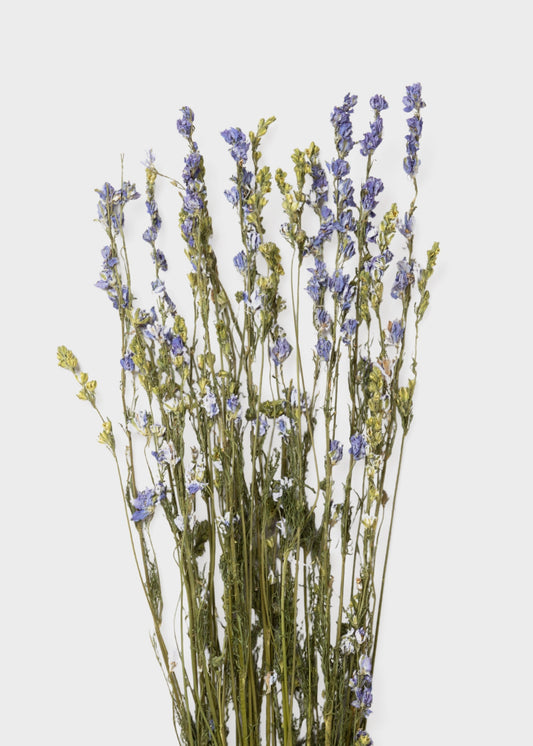 Purple Dried Larkspur Wildflower Bundle of 10 Stems
