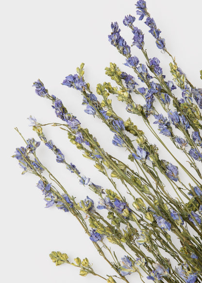 Purple Dried Larkspur Wildflower Bundle of 10 Stems